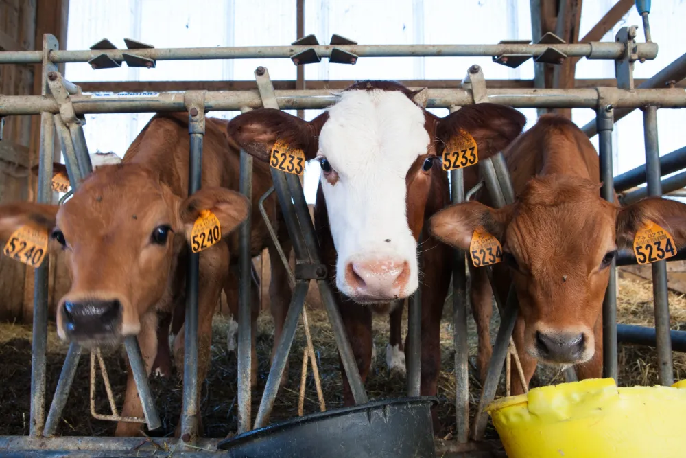 UPAYA JAGA MUTU DAGING LEWAT ASUPAN GIZI SAPI TERATUR